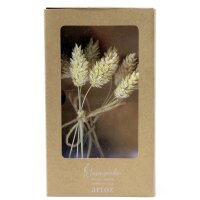 Trockenblume - Style 3 ecru Sortenrein - Artoz - 400-22-03