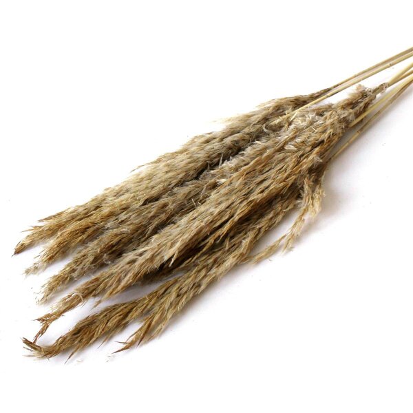 Trockenblume - Pampas grass Jaxx 60-70cm 6pc - Artoz - 400-22-201