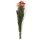 Trockenblume - Helichrysum 65-75cm pink - Artoz - 400-22-234