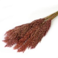 Trockenblume - Wild reed plume Vinz 75cm light pink - Artoz - 400-22-236